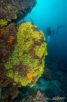 Underwater world of the Galapagos Islands