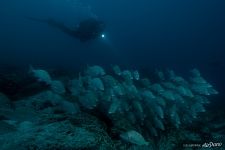 In the waters of the Pacific Ocean In the waters of the Pacific Ocean