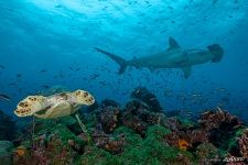 Underwater world of the Galapagos Islands Underwater world of the Galapagos Islands