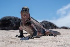 Marine iguana Marine iguana