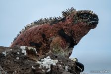 Galápagos marine iguana