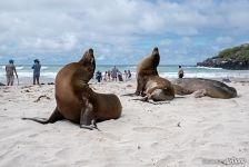 Galápagos fur seals