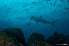 Hammerhead shark Hammerhead shark