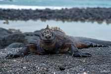 Galápagos marine iguana Galápagos marine iguana