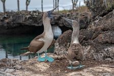 Blue-footed booby Blue-footed booby