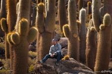 Giant cactuses of Salar de Uyuni