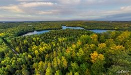 Forest of Solovetsky Islands in fall Forest of Solovetsky Islands in fall