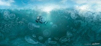 Jellyfish Bay. Raja Ampat, Indonesia