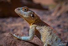 Lizard Lizard