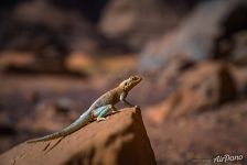 Lizard Lizard
