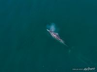 Gray whale Gray whale