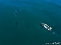 Gray whales and Anisifor Krupenin ship