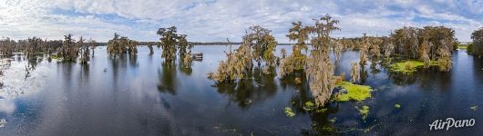 Cypress lake in Louisiana Cypress lake in Louisiana