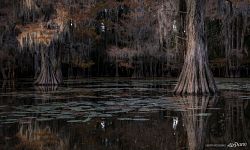 Bald cypress swamp