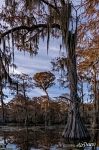 Bald cypress Bald cypress