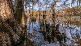 On a Texas pond On a Texas pond