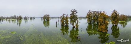 Foggy day on the lake in Louisiana