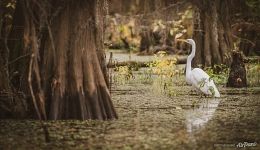 Egret among cypresses