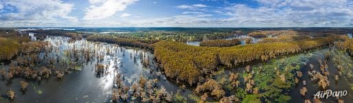 Cypress swamp in Texas, height of 200 meters