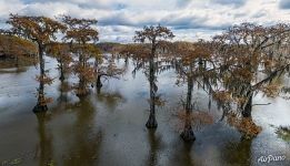 Cypress grove in Texas