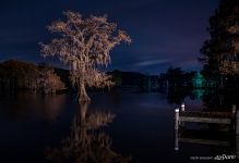 Bald cypress at night Bald cypress at night