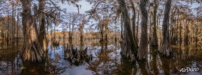 On a Texas pond On a Texas pond