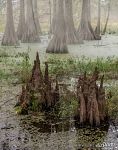 Bald cypress swamp Bald cypress swamp