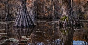 Reflection of cypresses Reflection of cypresses