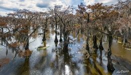 Cypress grove in Texas Cypress grove in Texas