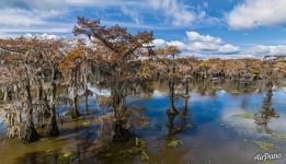 Cypress grove in Texas Cypress grove in Texas