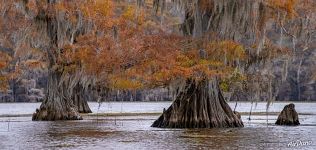Bald cypresses in autumn Bald cypresses in autumn