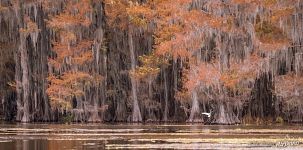 Bald cypresses in autumn