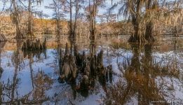On a Texas pond On a Texas pond