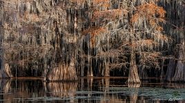 Bald cypress swamp Bald cypress swamp