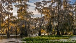Bald cypress swamp Bald cypress swamp