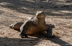 Komodo dragon Komodo dragon