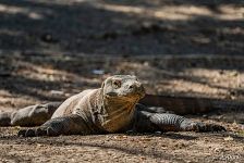 Komodo dragon Komodo dragon
