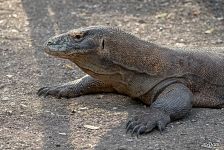 Komodo dragon Komodo dragon
