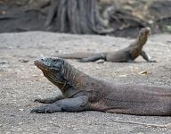 Komodo dragons Komodo dragons