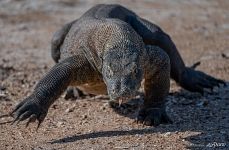 Komodo dragon Komodo dragon