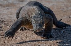 Komodo dragon