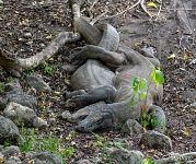 Komodo dragon mating