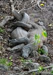 Komodo dragon mating Komodo dragon mating