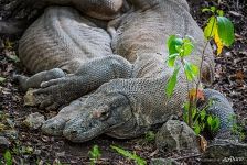 Couple of komodo dragons Couple of komodo dragons