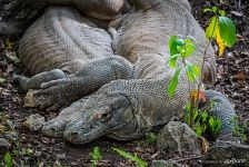 Couple of komodo dragons