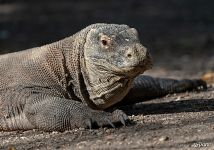 Komodo dragon Komodo dragon