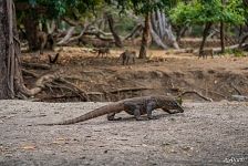 Komodo dragon Komodo dragon