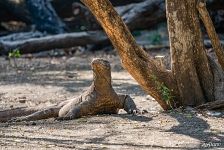 Komodo dragon Komodo dragon