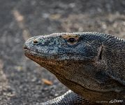 Komodo dragon