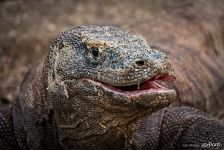 Komodo dragon Komodo dragon